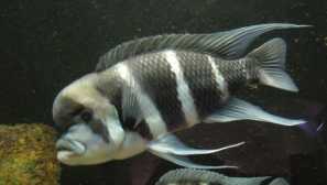 Frontose: obsah, péče, kompatibilita, foto, chov, popis